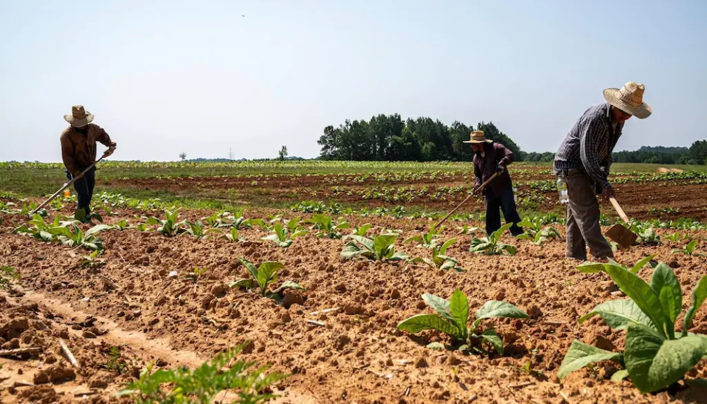 solar-farming-kerala