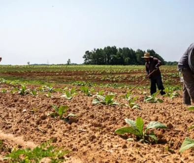 solar-farming-kerala