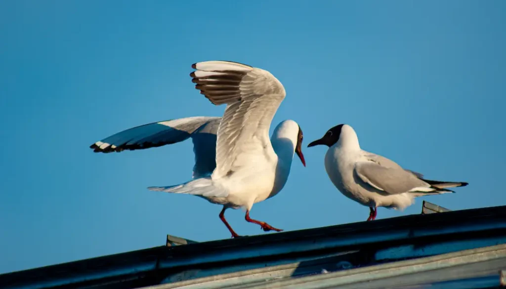 birds-on-solar-panels