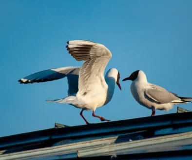 birds-on-solar-panels