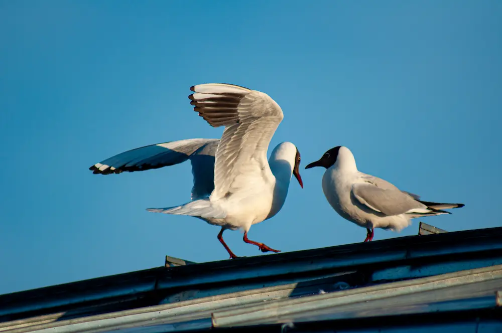 birds-on-solar-panels